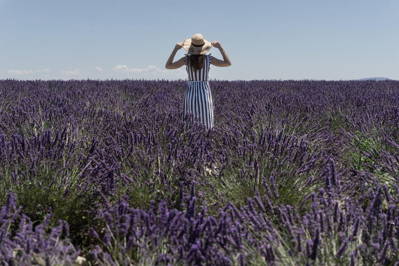 lavender-9320152_1280